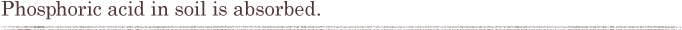 Phosphoric acid in soil is absorbed.