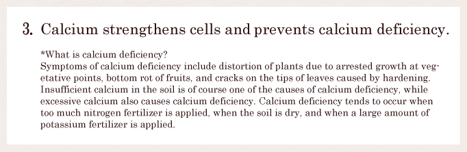 3.Calcium strengthens cells and prevents calcium deficiency.　*What is calcium deficiency?　Symptoms of calcium deficiency include distortion of plants due to arrested growth at vegetative points, bottom rot of fruits, and cracks on the tips of leaves caused by hardening. Insufficient calcium in the soil is of course one of the causes of calcium deficiency, while excessive calcium also causes calcium deficiency. Calcium deficiency tends to occur when too much nitrogen fertilizer is applied, when the soil is dry, and when a large amount of potassium fertilizer is applied.